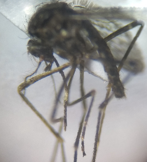  (Coquillettidia venezuelensis - MVAMX19AR111)  @11 [ ] CreativeCommons  Attribution Non-Commercial Share-Alike (2019) Unspecified Laboratorio de Ecología de Enfermedades y Una Salud