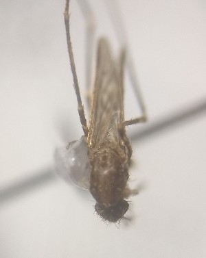  ( - MVAMX19AS123)  @11 [ ] CreativeCommons  Attribution Non-Commercial Share-Alike (2019) Unspecified Laboratorio de Ecología de Enfermedades y Una Salud