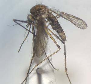  ( - MVAMX19CL39)  @11 [ ] CreativeCommons  Attribution Non-Commercial Share-Alike (2019) Unspecified Laboratorio de Ecología de Enfermedades y Una Salud