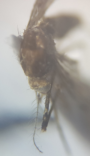  ( - MVAMX19CL39)  @11 [ ] CreativeCommons  Attribution Non-Commercial Share-Alike (2019) Unspecified Laboratorio de Ecología de Enfermedades y Una Salud