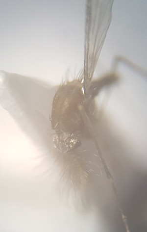  ( - MVAMX19CL56)  @12 [ ] CreativeCommons  Attribution Non-Commercial Share-Alike (2019) Unspecified Laboratorio de Ecología de Enfermedades y Una Salud