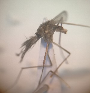  (Aedes tormentor - MVAMX19GO85)  @11 [ ] CreativeCommons  Attribution Non-Commercial Share-Alike (2019) Unspecified Laboratorio de Ecología de Enfermedades y Una Salud