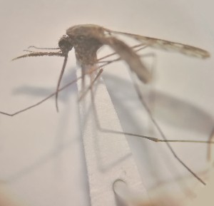  (Aedes podographicus - MVAMX19GO88)  @12 [ ] CreativeCommons  Attribution Non-Commercial Share-Alike (2019) Unspecified Laboratorio de Ecología de Enfermedades y Una Salud