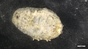  ( - M17-M4E-E22)  @11 [ ] C (2020) Unspecified Biologica Environmental Services