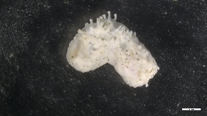  ( - M17-M4E-E23)  @11 [ ] C (2020) Unspecified Biologica Environmental Services