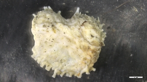  ( - M19-M4E-E40)  @11 [ ] C (2020) Unspecified Biologica Environmental Services