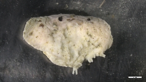  ( - M19-M4E-E43)  @11 [ ] C (2020) Unspecified Biologica Environmental Services