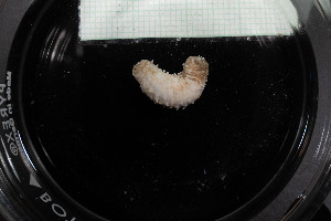  ( - M19-MC4E-E45)  @11 [ ] C (2020) Unspecified Biologica Environmental Services