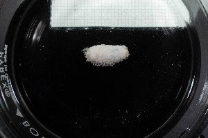  ( - M19-MC4E-E46)  @11 [ ] C (2020) Unspecified Biologica Environmental Services