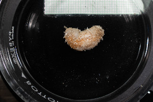  ( - M19-MC4E-E47)  @11 [ ] C (2020) Unspecified Biologica Environmental Services