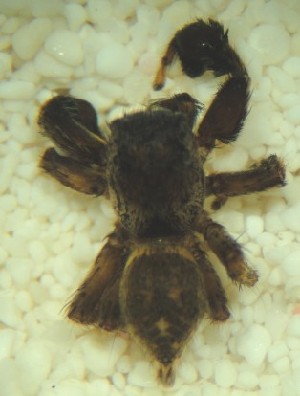  (Habronattus oregonensis - MXBCS199)  @12 [ ] CreativeCommons - Attribution Non-Commercial Share-Alike (2011) Maria Luisa Jimenez Centro de Investigaciones Biologicas del Noroeste