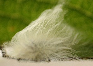  ( - LAC0245)  @12 [ ] Unspecified (default): All Rights Reserved  Unspecified Unspecified