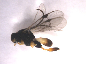  (Diolcogaster sp. Sff4 - Micro0403)  @12 [ ] Unspecified (default): All Rights Reserved  Unspecified Unspecified