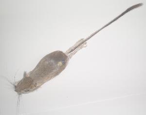  ( - CIBNOR-1489)  @12 [ ] Copyright (2012) Unspecified Unspecified