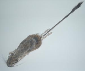  ( - CIBNOR-1526)  @12 [ ] Copyright (2012) Unspecified Unspecified