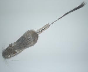  ( - CIBNOR-1527)  @12 [ ] Copyright (2012) Unspecified Unspecified