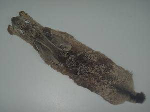  ( - CIBNOR-17359)  @13 [ ] Copyright  Unspecified Unspecified