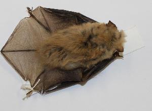  (Myotis californicus - CIBNOR-18538)  @13 [ ] Copyright (2012) Unspecified Unspecified