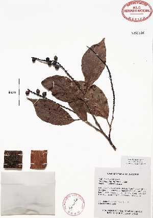  (Coccoloba hondurensis - Velasco121)  @11 [ ] Copyright  K. Hernandez y P. Mendoza 2010 Unspecified
