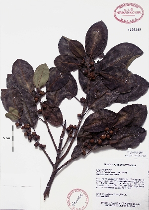  (Ficus eugeniaefolia - Velasco616)  @11 [ ] Copyright  K. Hernandez y P. Mendoza 2010 Unspecified