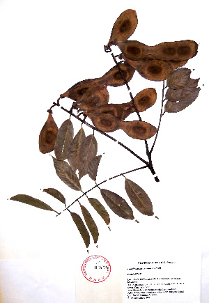  (Lonchocarpus cruentus - Campos6368)  @11 [ ] CreativeCommons - Attribution Non-Commercial Share-Alike (2013) Ismari Ramirez Instituto de Biologia UNAM