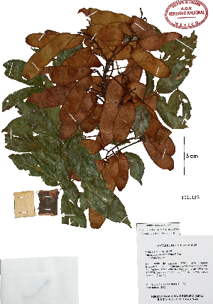  (Lonchocarpus robustus - Velasco571)  @11 [ ] Copyright (2010) Karen H. Esquivel y P. Mendoza Unspecified