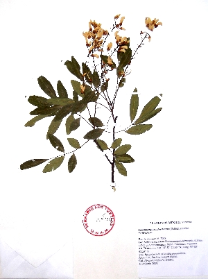  (Lonchocarpus schiedeanus - Campos6468)  @11 [ ] CreativeCommons - Attribution Non-Commercial Share-Alike (2013) Ismari Ramirez Instituto de Biologia UNAM