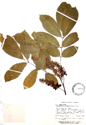  (Lonchocarpus luteomaculatus - Sousa13406)  @11 [ ] CreativeCommons - Attribution Non-Commercial Share-Alike (2013) Ismari Ramirez Instituto de Biologia UNAM