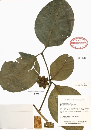  (Mollinedia butleriana - Velasco731)  @11 [ ] Copyright  K. Hernandez y P. Mendoza 2010 Unspecified