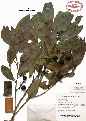  (Prunus tetradenia - Velasco685)  @11 [ ] Copyright  K. Hernandez y P. Mendoza 2010 Unspecified