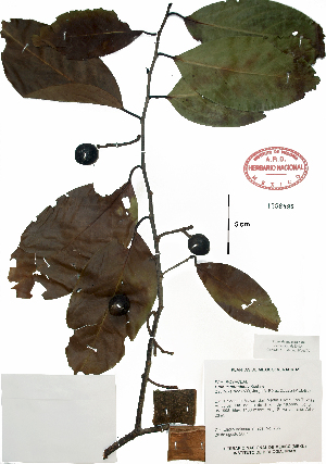  (Prunus tetradenia - Velasco766)  @11 [ ] Copyright  K. Hernandez y P. Mendoza 2010 Unspecified