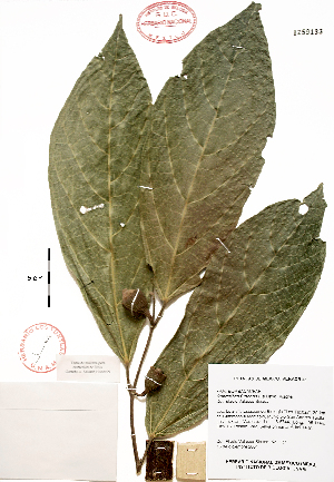  (Quararibea funebris - Velasco127)  @11 [ ] Copyright (2010) Unspecified Universidad Nacional Autonoma de Mexico, Instituto de Biologia