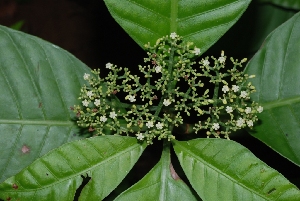  (Psychotria limonensis - Salazar8006)  @11 [ ] Copyright  Gerardo Salazar 2010 Unspecified