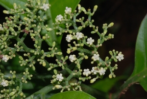  (Psychotria limonensis - Salazar8006)  @11 [ ] Copyright  Gerardo Salazar 2010 Unspecified