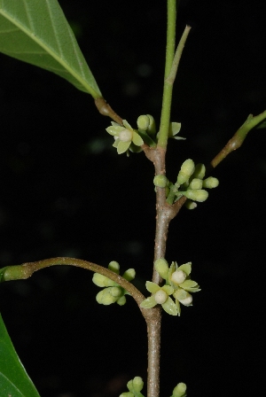  (Trichilia breviflora - Salazar8016)  @11 [ ] Copyright  Gerardo Salazar 2010 Unspecified