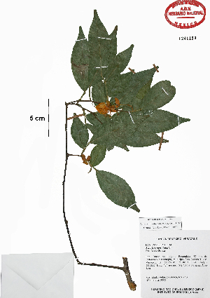  (Swartzia myrtifolia - Velasco581)  @11 [ ] Copyright (2010) Karen H. Esquivel y P. Mendoza Unspecified