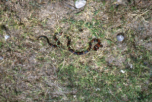  (Lampropeltis - MXHER118)  @13 [ ] Copyright (2010) Copyright Museo de Zoologa 