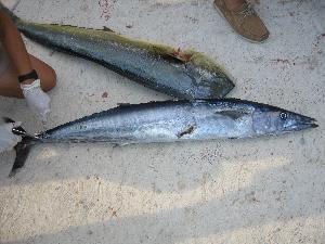  ( - MX923)  @12 [ ] Unspecified (default): All Rights Reserved  Unspecified Unspecified