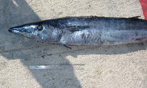  ( - MX960)  @12 [ ] Unspecified (default): All Rights Reserved  Unspecified Unspecified