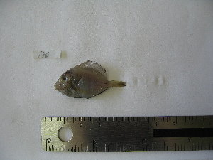  ( - MXIII-176)  @12 [ ] Unspecified (default): All Rights Reserved  Unspecified Unspecified