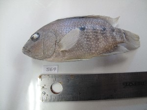  ( - MXIII569)  @13 [ ] Unspecified (default): All Rights Reserved  Carolina Quintal Unspecified