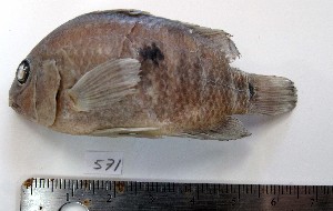  ( - MXIII571)  @13 [ ] Unspecified (default): All Rights Reserved  Carolina Quintal Unspecified