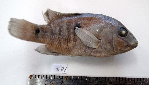  ( - MXIII571)  @13 [ ] Unspecified (default): All Rights Reserved  Carolina Quintal Unspecified