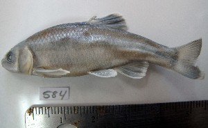  (Campostoma ornatum - MXIII584)  @14 [ ] Unspecified (default): All Rights Reserved  Carolina Quintal Unspecified