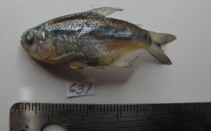  ( - MXIII631)  @13 [ ] Unspecified (default): All Rights Reserved  Unspecified Unspecified