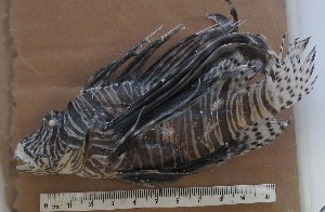  ( - MXIV139)  @11 [ ] Unspecified (default): All Rights Reserved  Unspecified Unspecified