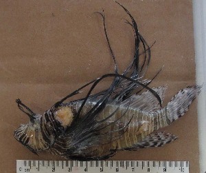  ( - MXIV143)  @11 [ ] Unspecified (default): All Rights Reserved  Unspecified Unspecified