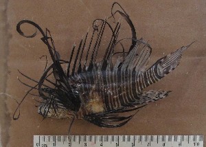  ( - MXIV145)  @11 [ ] Unspecified (default): All Rights Reserved  Unspecified Unspecified