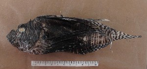  ( - MXIV152)  @11 [ ] Unspecified (default): All Rights Reserved  Unspecified Unspecified