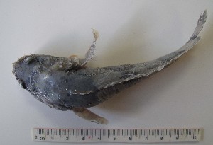  (Batrachoides gilberti - MXIV88)  @12 [ ] Unspecified (default): All Rights Reserved  Unspecified Unspecified